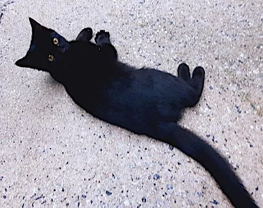 A young medium-sized male Black Domestic Short Hair cat named Archimedes for adoption in Albemarle, NC