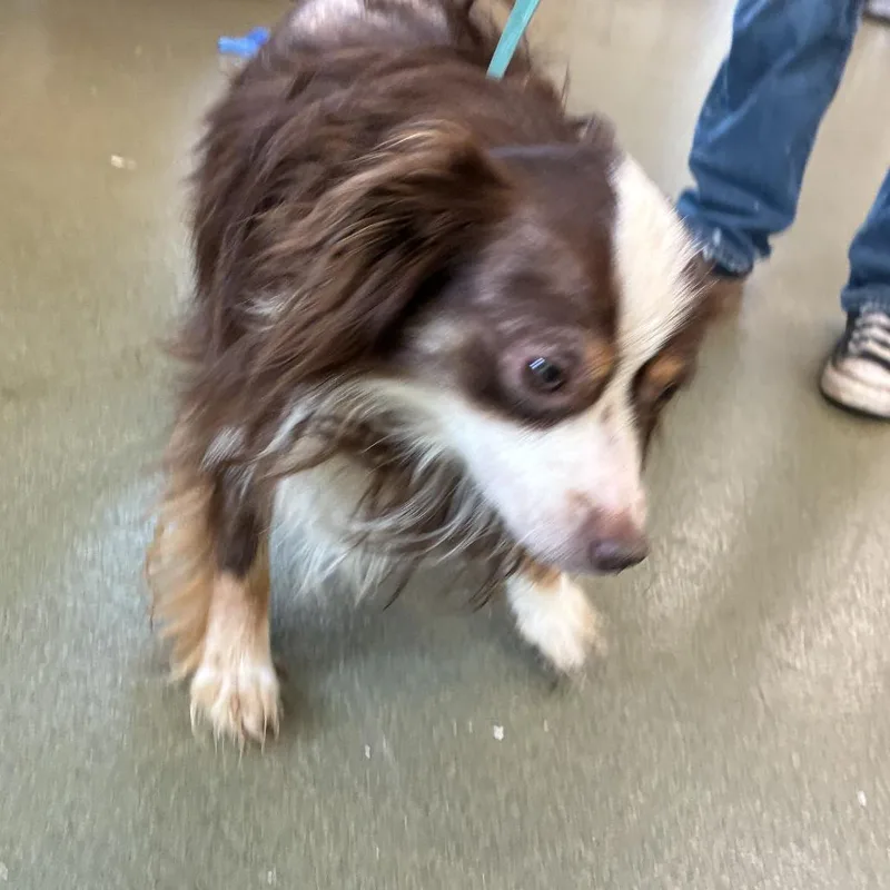Hazel