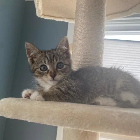 A baby small-sized female Brown / Chocolate Domestic Short Hair cat named Cady for adoption in Woodbridge, VA