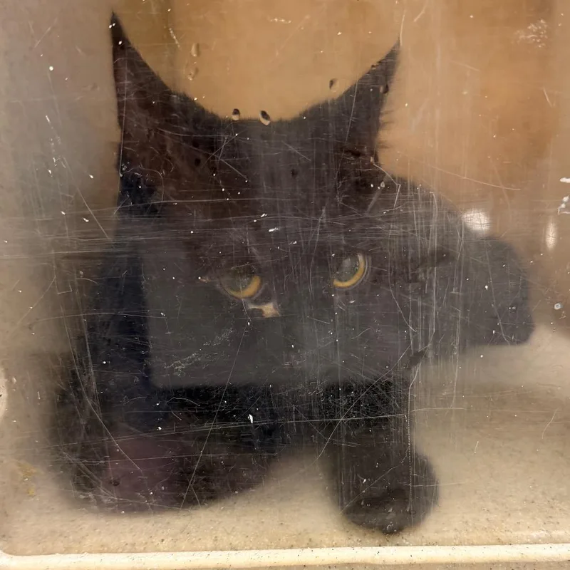 A young medium-sized male Black Domestic Short Hair cat named Nino for adoption in Philadelphia, PA
