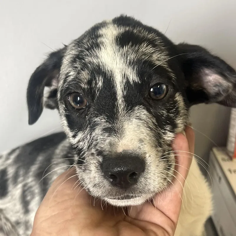 A baby small-sized male Mixed Breed dog named Titan for adoption in Pasadena , MD