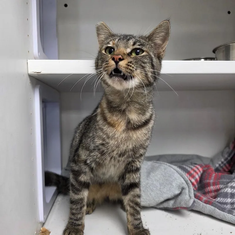 A young small-sized female Brown / Chocolate Domestic Short Hair cat named Brittney for adoption in Duncan, OK