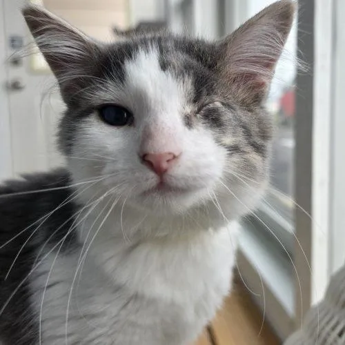 A baby small-sized female Tabby (Gray / Blue / Silver) Domestic Short Hair cat named Teeny for adoption in Elizabeth, IL