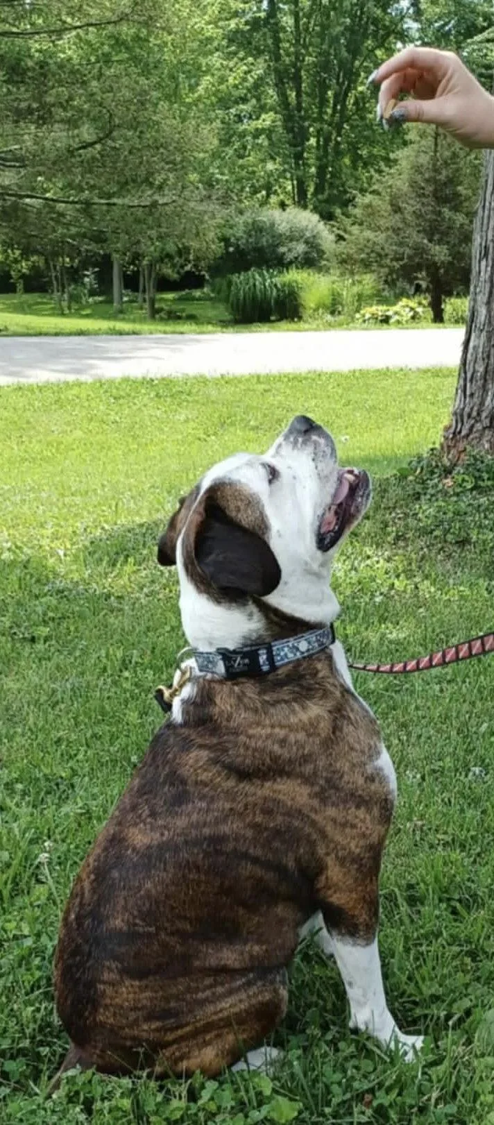 An adult medium-sized male Pit Bull Terrier dog named Amos for adoption in Germantown, OH