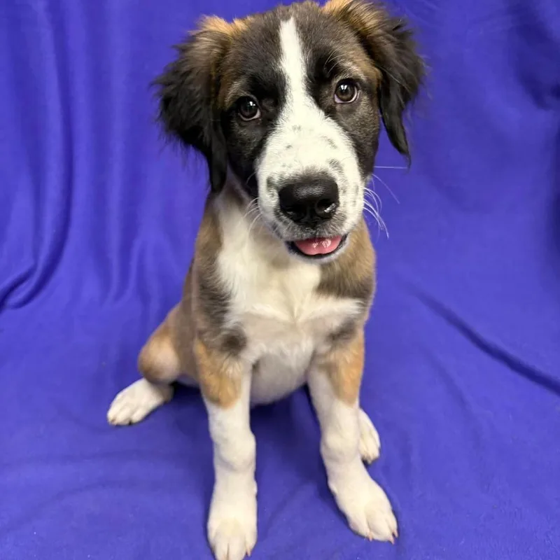 A baby large-sized female Yellow / Tan / Blond / Fawn Anatolian Shepherd dog named Bernadette P for adoption in Corsicana, TX