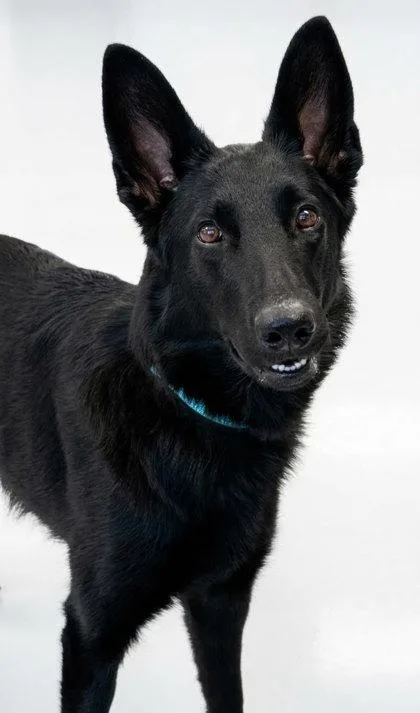A young medium-sized female German Shepherd Dog dog named Daisy for adoption in Gwinn, MI