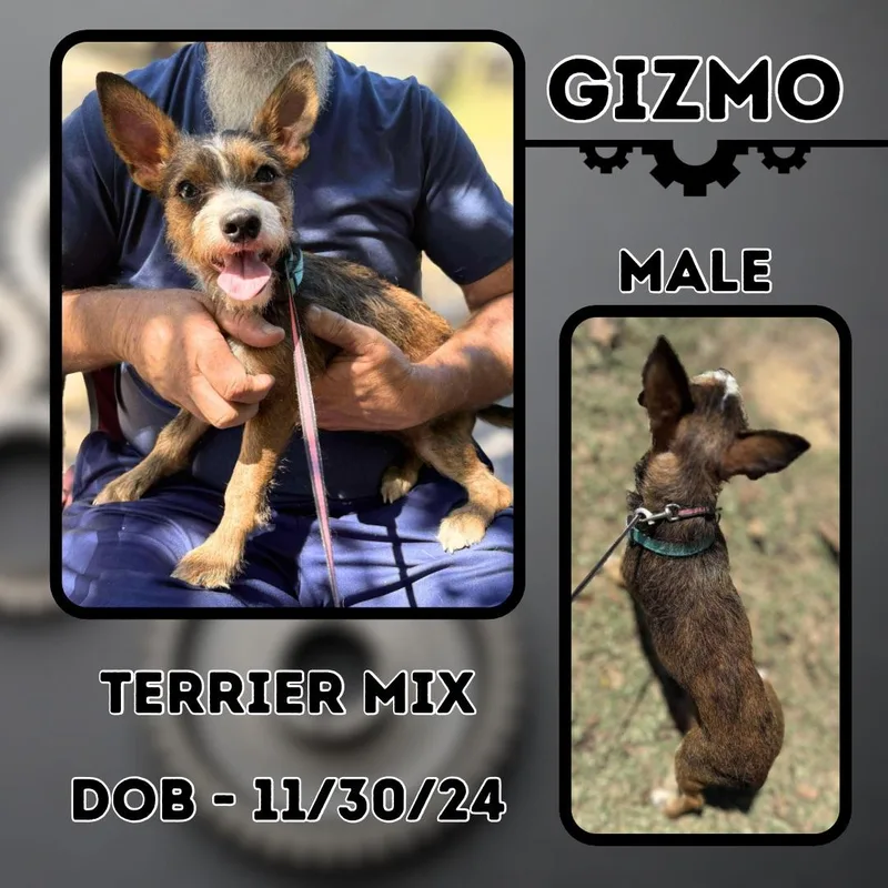 Gizmo