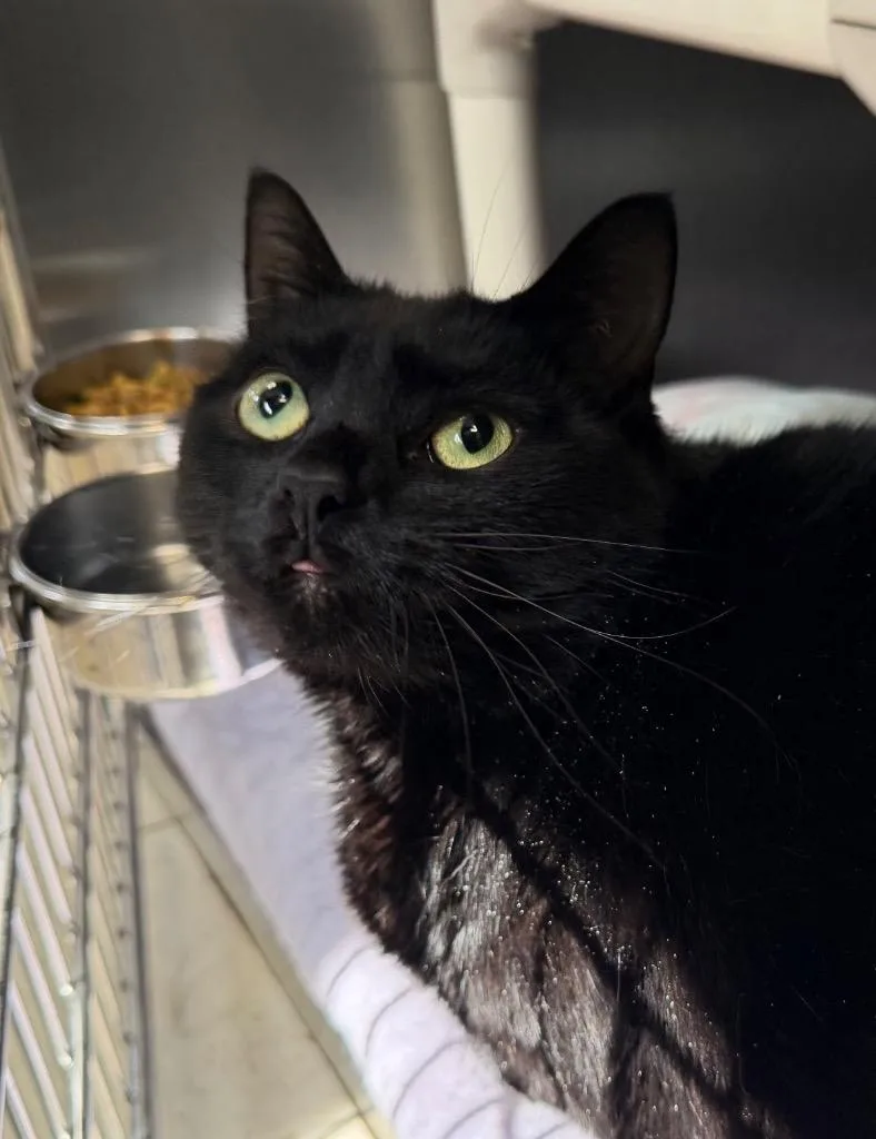 Princess thumbnail 2