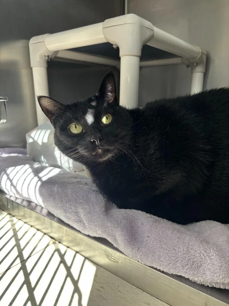 Princess thumbnail 3