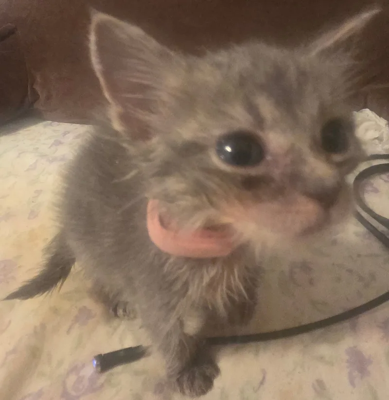 Callie