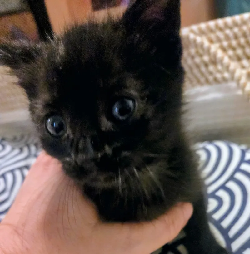 A baby small-sized male Black Domestic Short Hair cat named Onyx for adoption in West Union, South Carolina