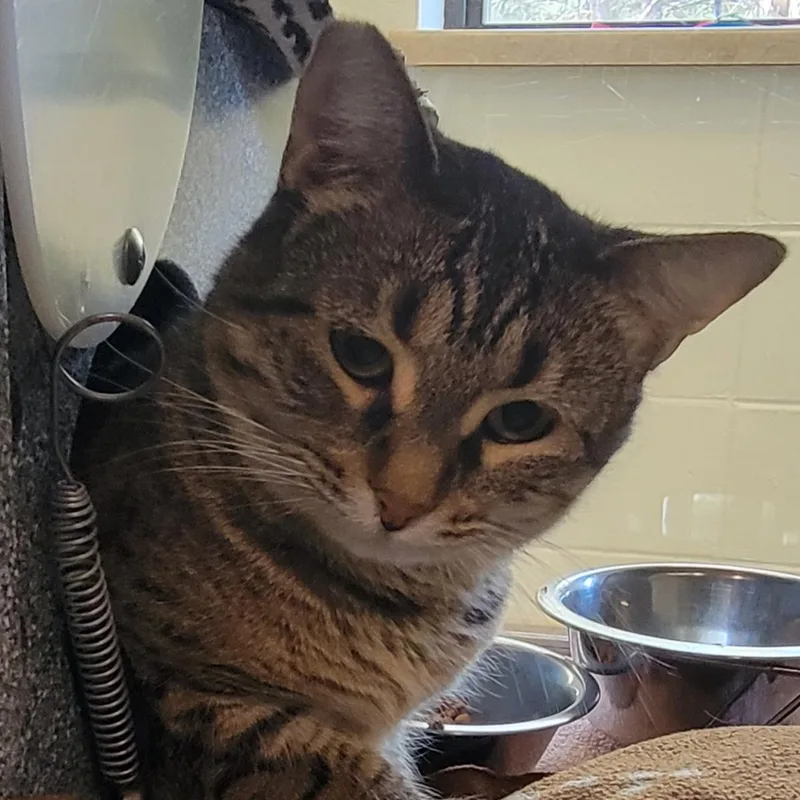 An adult medium-sized female Domestic Short Hair cat named Root for adoption in Plover, WI