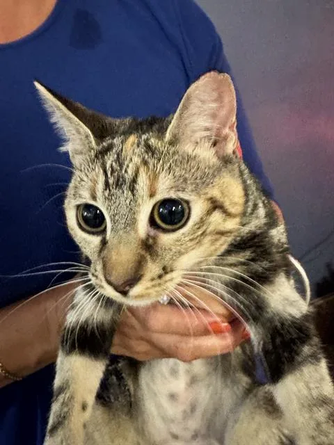 A young small-sized female Domestic Short Hair cat named Taytay for adoption in Miami, FL