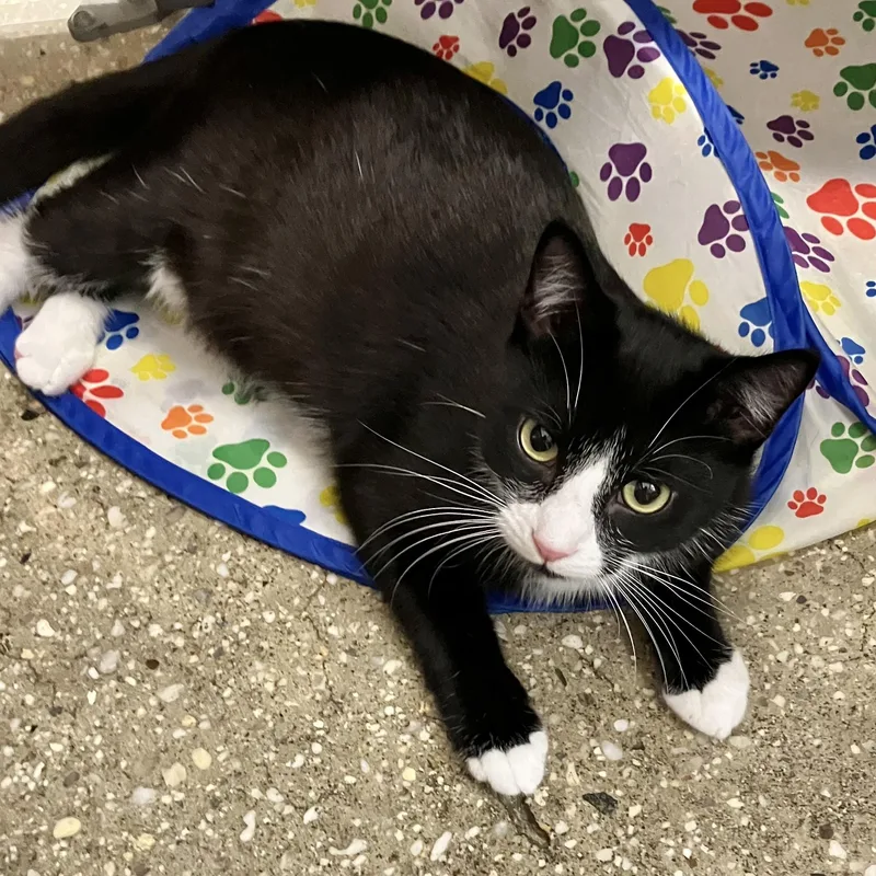 A young medium-sized female Black & White / Tuxedo Domestic Short Hair cat named Rose for adoption in Wantagh, NY