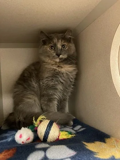 Daffodil thumbnail 2