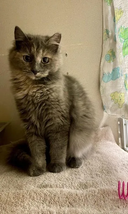 Daffodil thumbnail 3