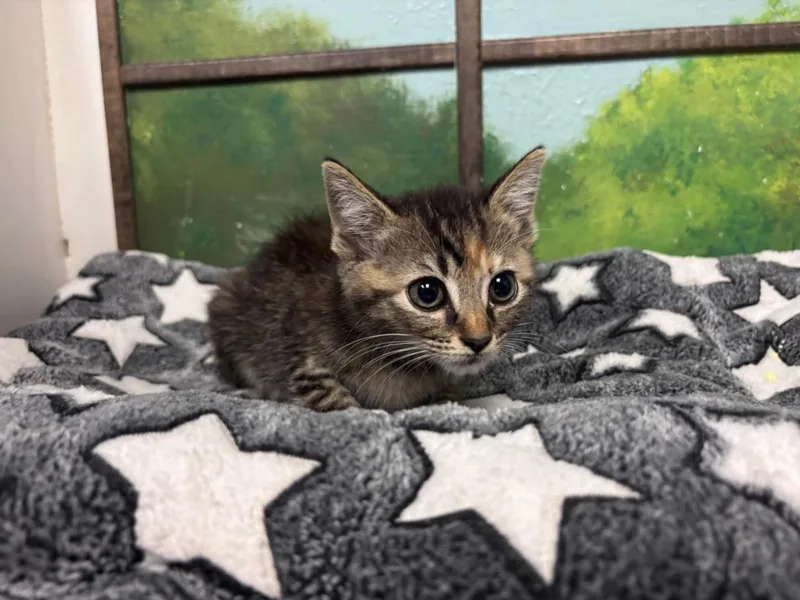 A baby small-sized female Domestic Short Hair cat named Chichi for adoption in Houston, TX