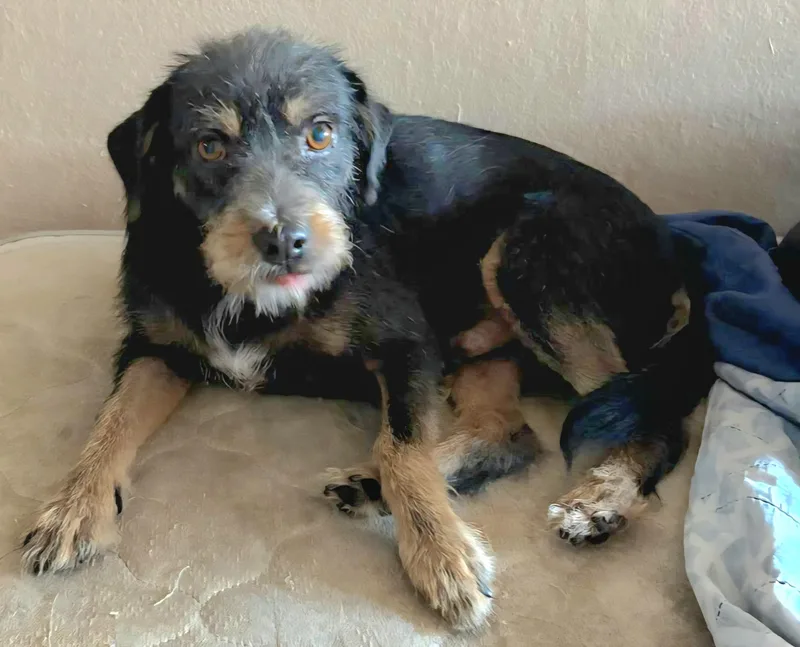 Brandy "love Is Us." thumbnail 2