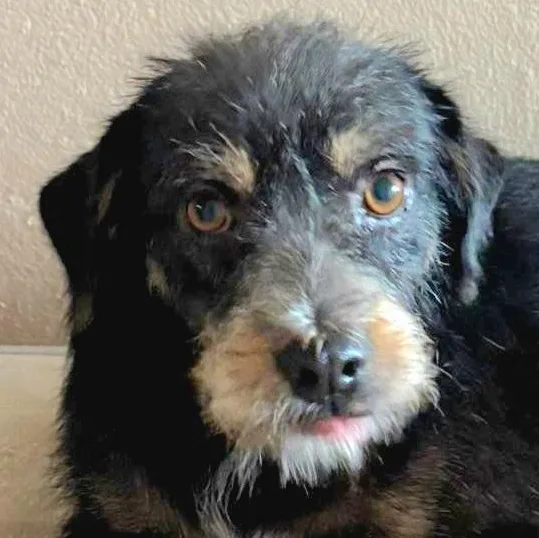 Brandy "love Is Us."