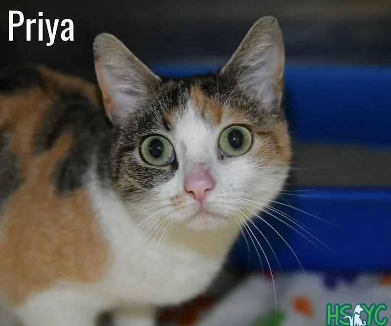 A young medium-sized female Domestic Short Hair cat named Priya for adoption in Fort Mill, SC