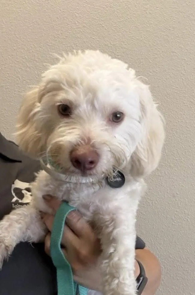 A young small-sized male Standard Poodle dog named Blanco for adoption in Seattle, WA