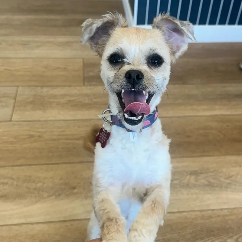 A young small-sized female White / Cream Maltese dog named Trinity for adoption in Chesapeake, VA