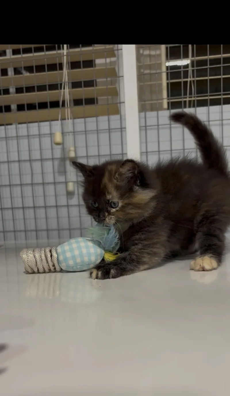 A baby small-sized female Domestic Long Hair cat named Wilfreda X for adoption in Winder, GA
