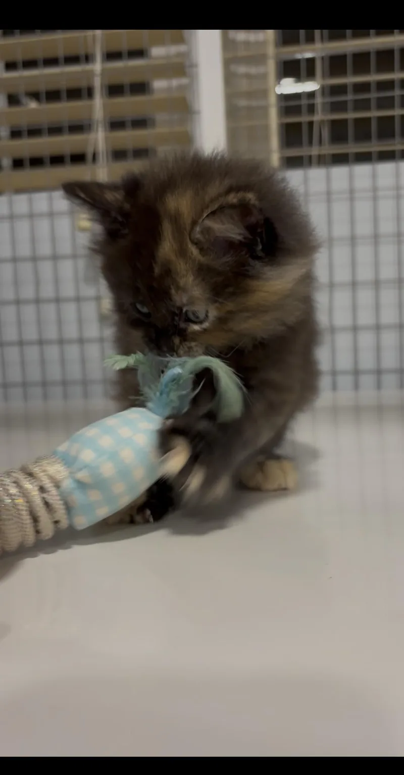 Wilfreda X thumbnail 5