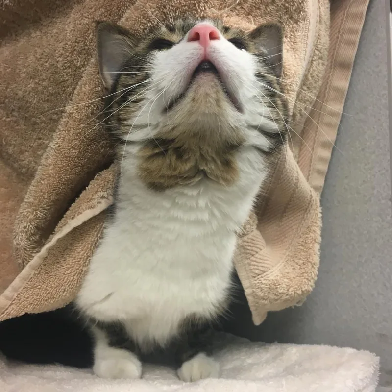 Rosie