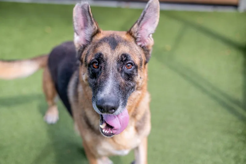 An adult extra large-sized male German Shepherd Dog dog named Toby for adoption in Hilton Head Island, SC
