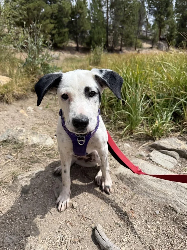 A baby medium-sized female Labrador Retriever dog named Cookie for adoption in Thornton, CO