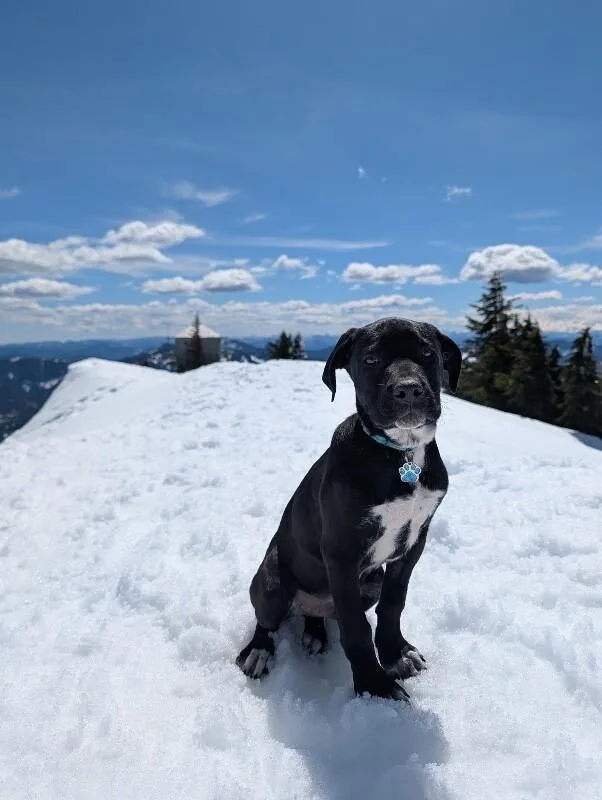 Fig Love Pnw Adventure thumbnail 2