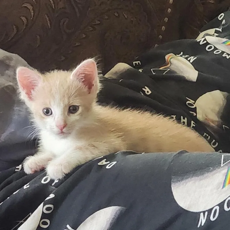 A baby small-sized male Orange / Red Domestic Short Hair cat named Buttermilk Biscuit for adoption in Santa Fe, TX
