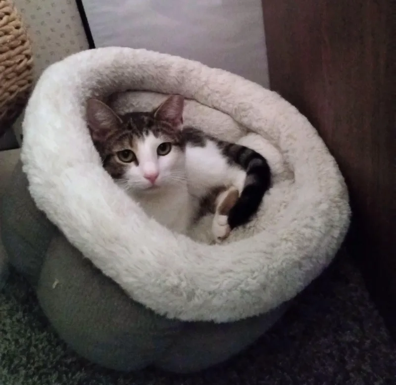 Camellia thumbnail 2