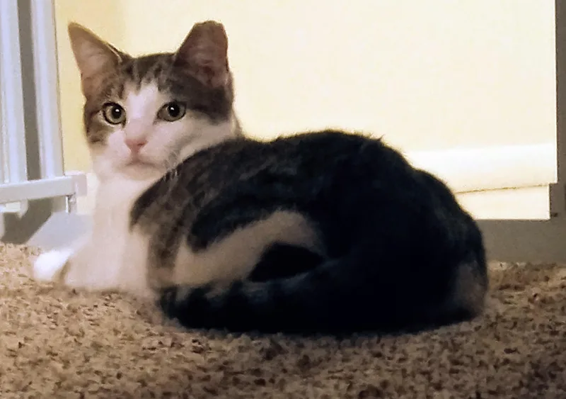 Camellia thumbnail 3