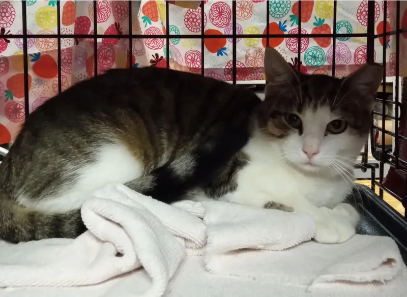 Camellia thumbnail 4