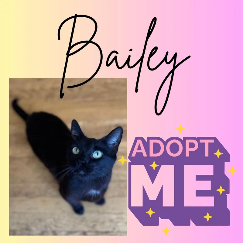A young medium-sized female Domestic Short Hair cat named Bailey for adoption in Port Chester, NY