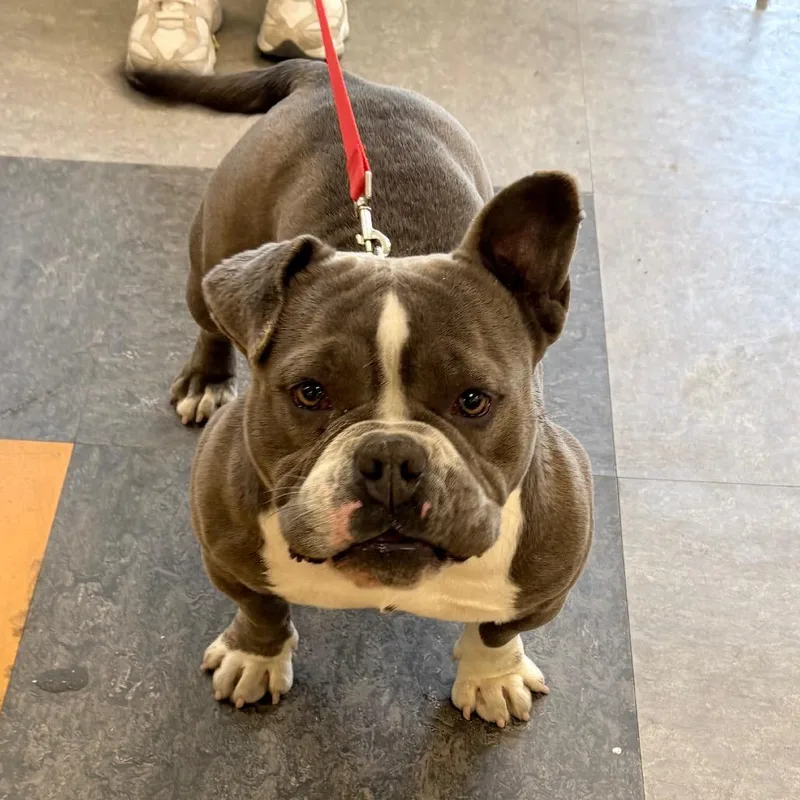 An adult medium-sized female Gray / Blue / Silver Mixed Breed dog named Beauty for adoption in Philadelphia, PA
