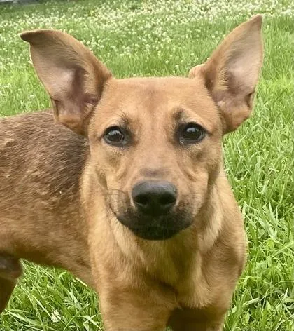 Bruno