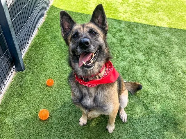 An adult large-sized female German Shepherd Dog dog named Maria for adoption in Tustin, CA