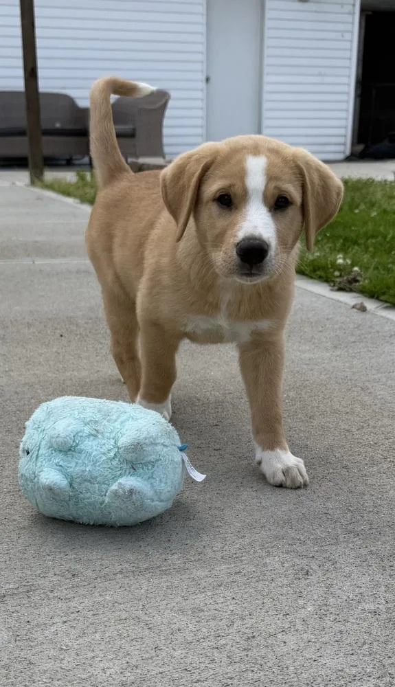 A baby large-sized male Labrador Retriever dog named Connecticut : Preston for adoption in Aurora, IN