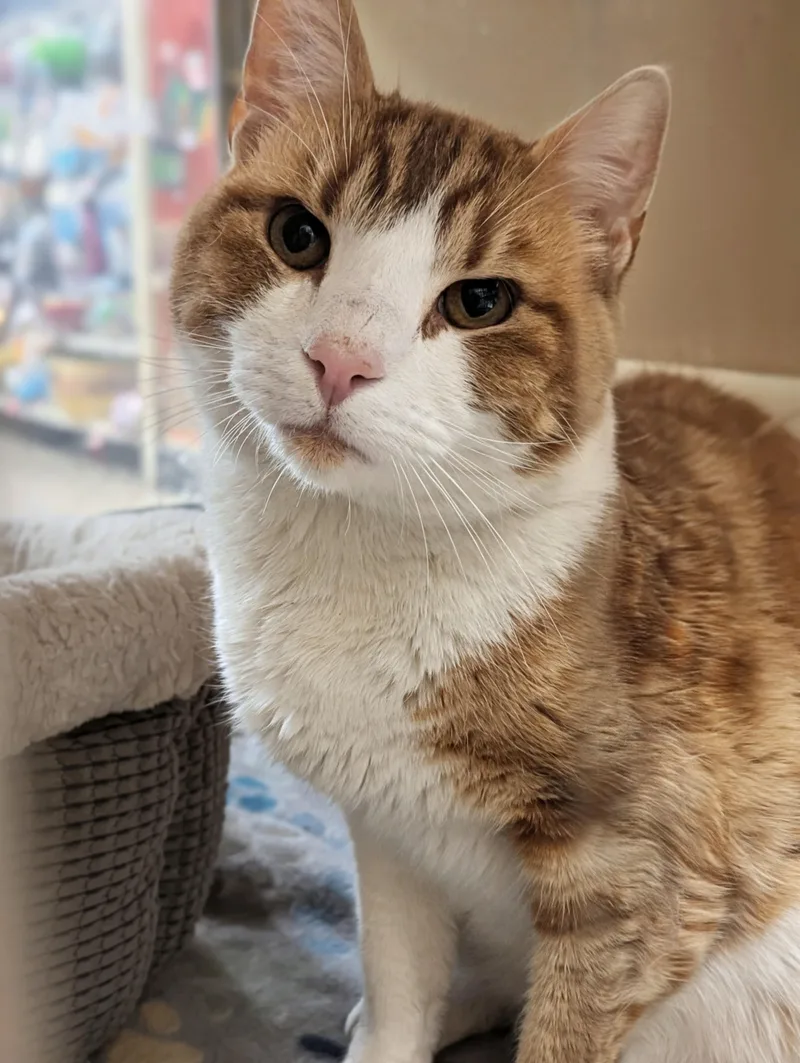A young medium-sized male Orange & White Domestic Short Hair cat named Nacho for adoption in Medford, NJ