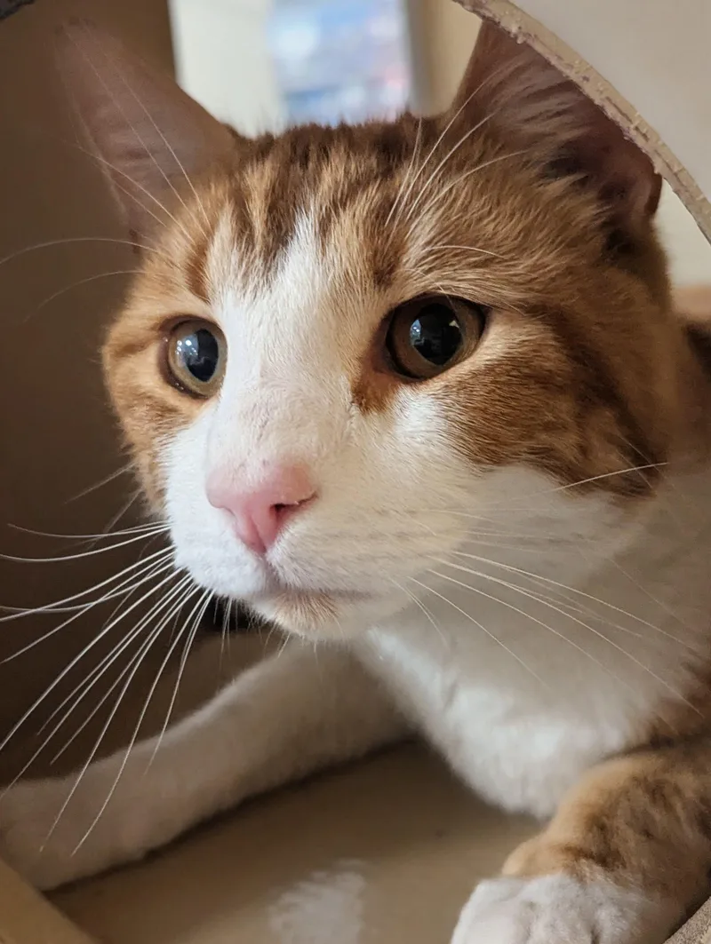 Nacho thumbnail 2