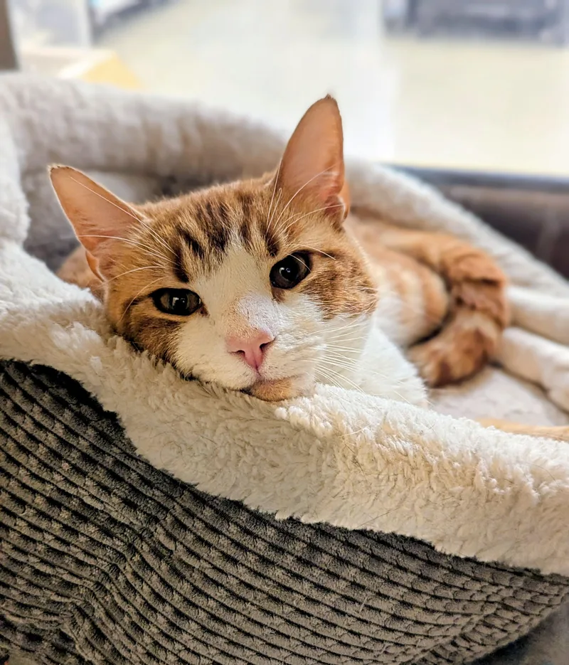 Nacho thumbnail 3