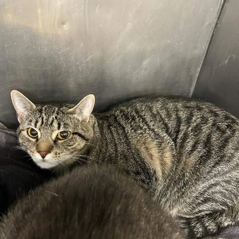 A young large-sized female Brown / Chocolate Domestic Short Hair cat named Briar for adoption in Waldorf, MD