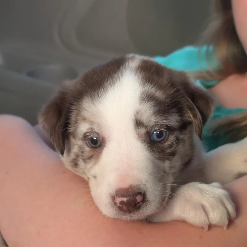 A baby medium-sized female Brown / Chocolate Border Collie dog named Jelly for adoption in La Grange, KY