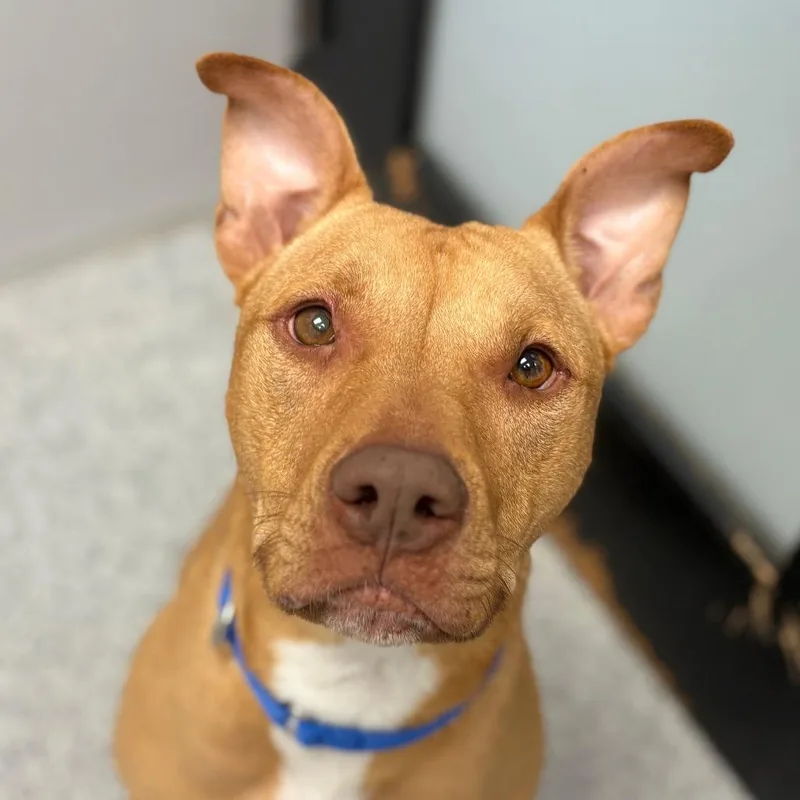 A young medium-sized female Golden Mixed Breed dog named Cutie for adoption in Monticello, IA