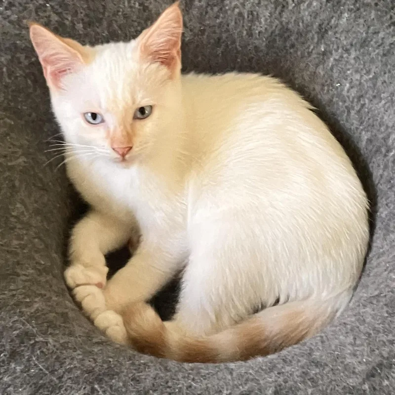 A baby medium-sized male Flame Point Domestic Short Hair cat named Quartz for adoption in Springfield, OR