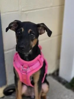 An adult medium-sized female Mixed Breed dog named Barkisha for adoption in Savannah, GA