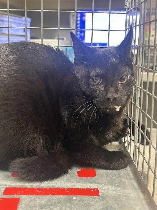A baby small-sized male Domestic Short Hair cat named Onyx for adoption in Las Vegas, NV
